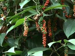 Whole Black Pepper (Kali Mirch) – 500g